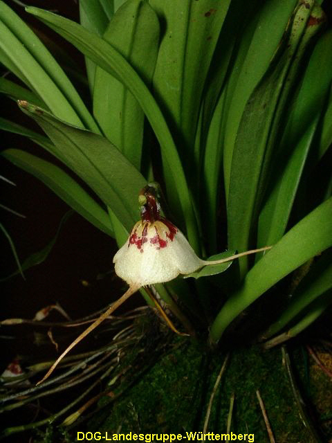 Dracula carderi