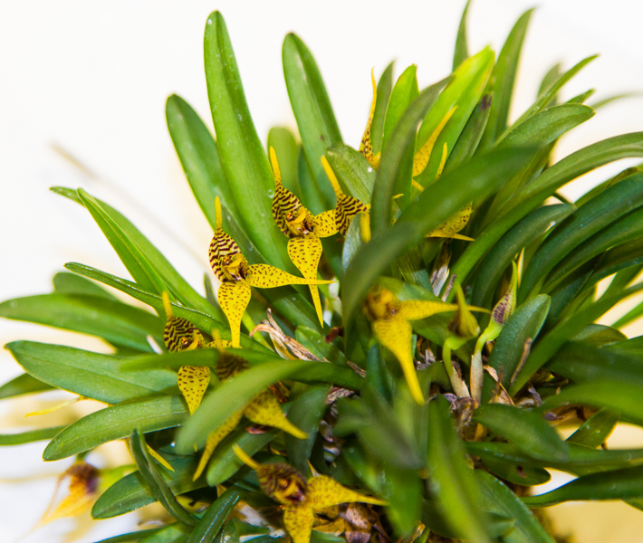 Dryadella obrieniana