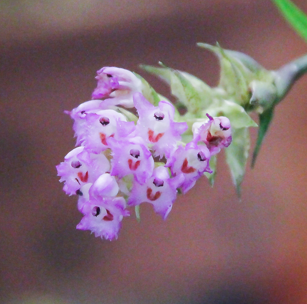 Elleanthus amethystinus