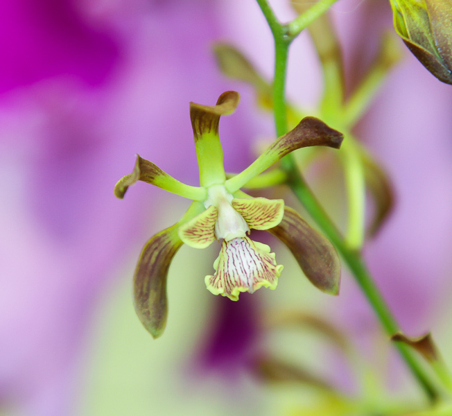 Encyclia alata