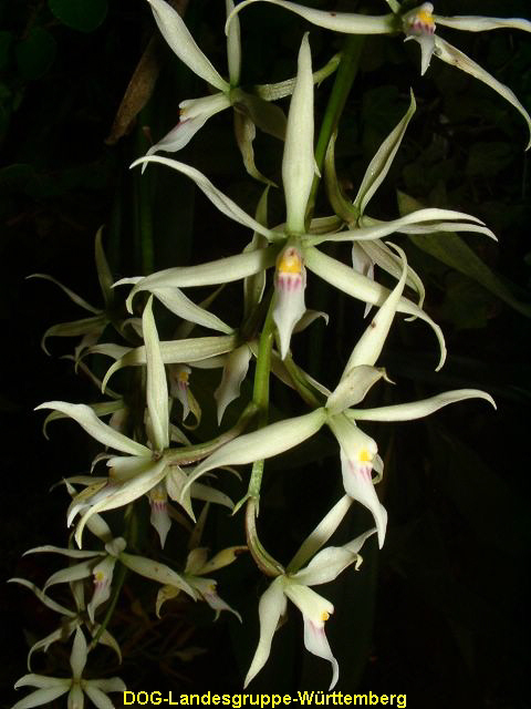 Encyclia allemanoides