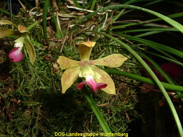 Encyclia bracteata