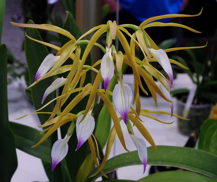 Encyclia brassavolae
