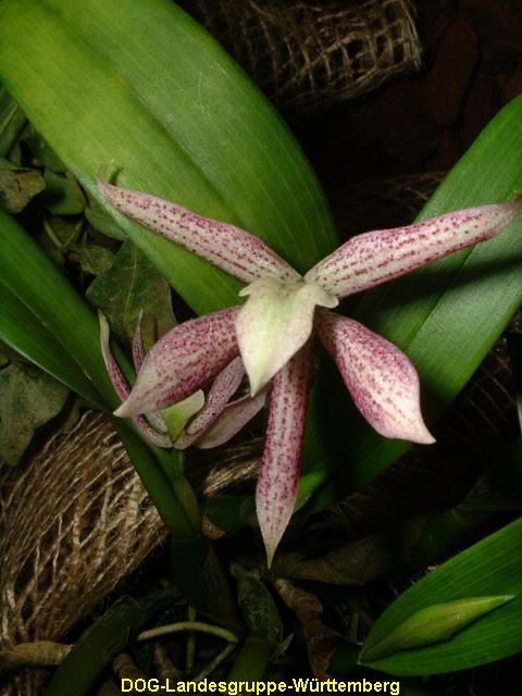 Encyclia garciana