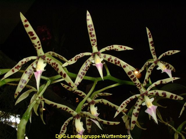 Encyclia prismatocarpa