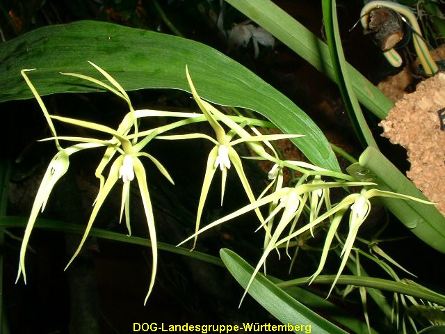 Encyclia rhynchophora