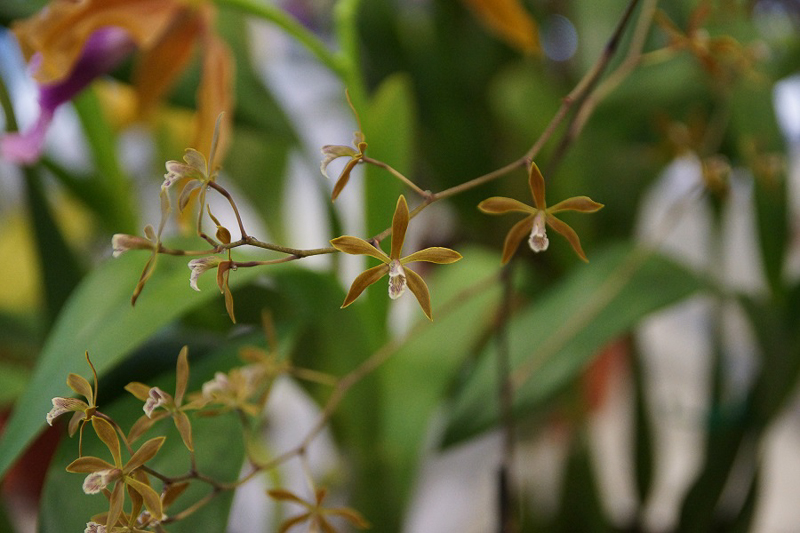Encyclia spec 01
