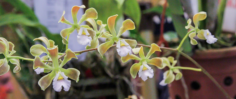 Encyclia spec 02