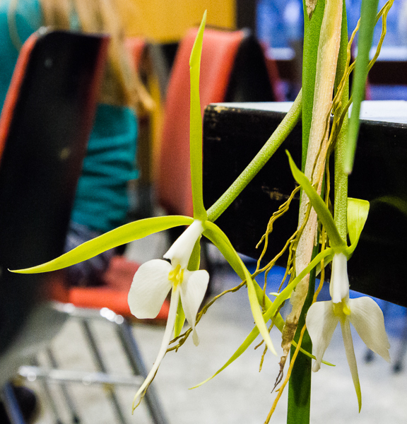 Epidendrum falcatum