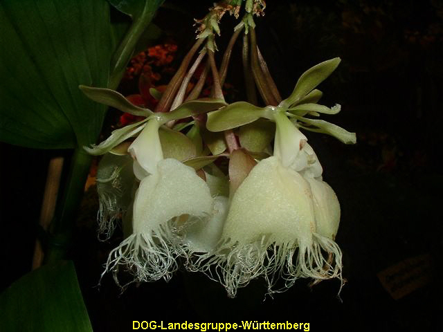 Epidendrum ilense