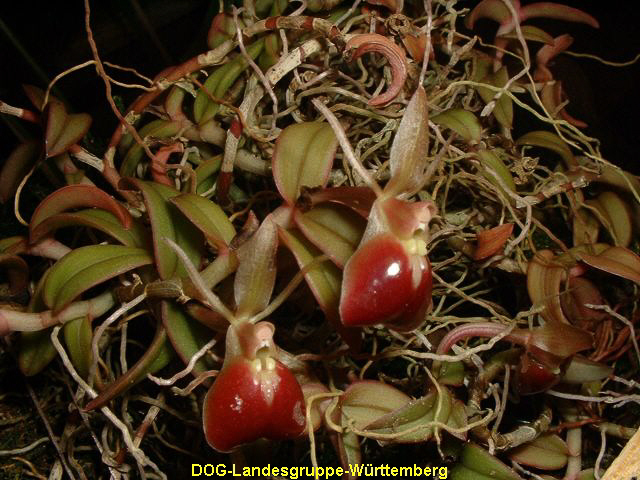 Epidendrum peperomia