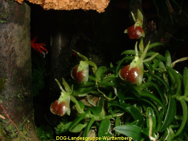 Epidendrum porpax