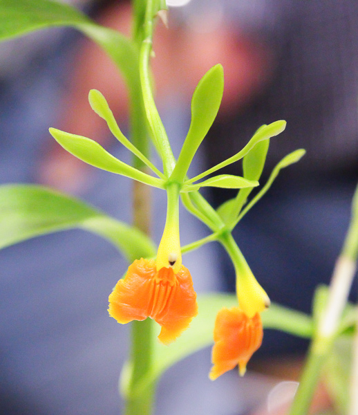 Epidendrum pseudepidendrum