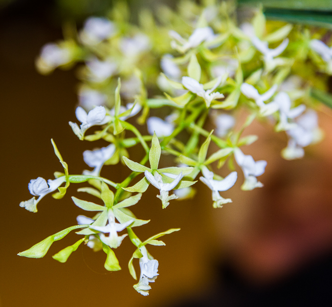 Epidendrum stamfordianum