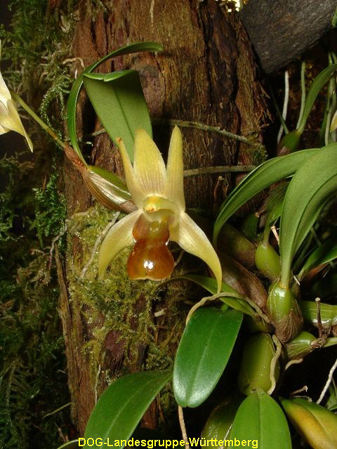 Epigineum nakaharaei