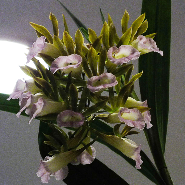 Galandria devoniana