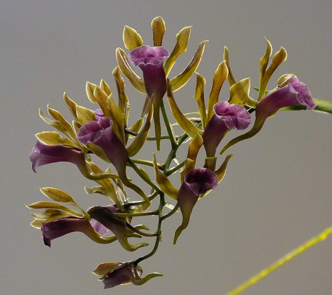 Galeandra stangeana