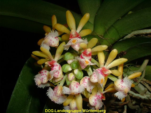 Gastrochilus dasypogon