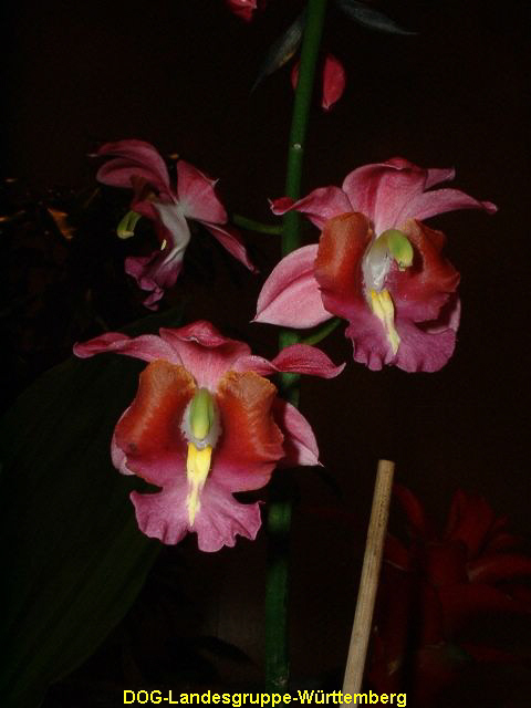 Gastrorchis humblotii