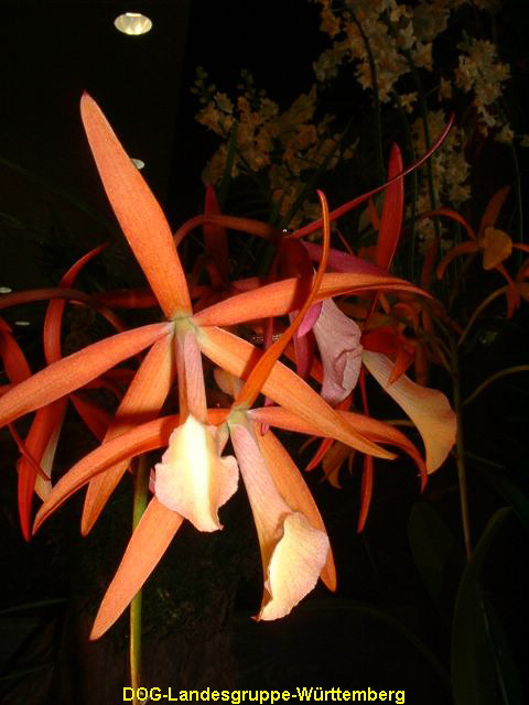 Laelia brigeri x brassavola nodosa