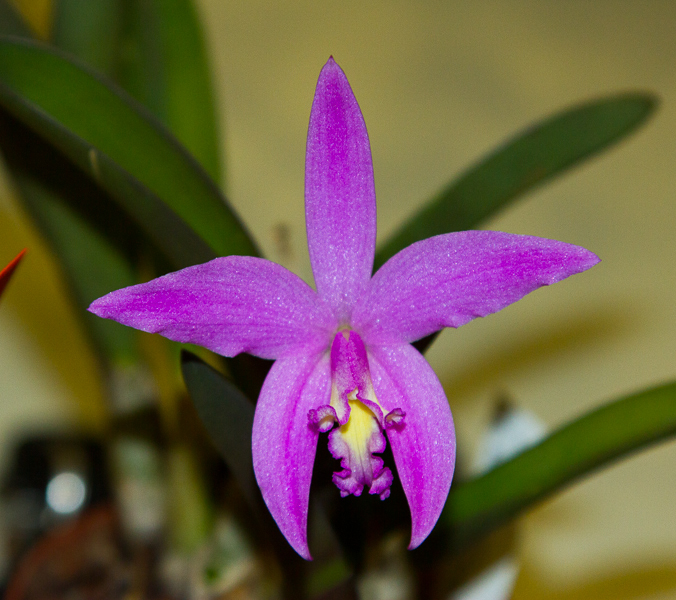 Laelia kettieana x jongheana