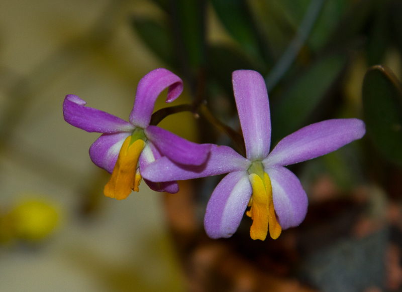 Laelia lucasiana