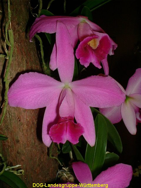 Laelia pumila