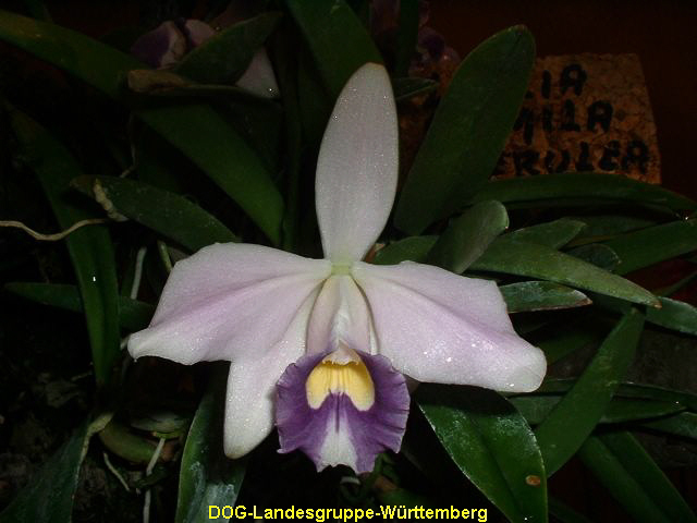 Laelia pumila coerulea