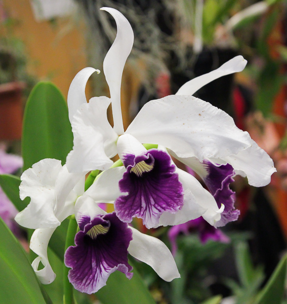 Laelia purpurata 01