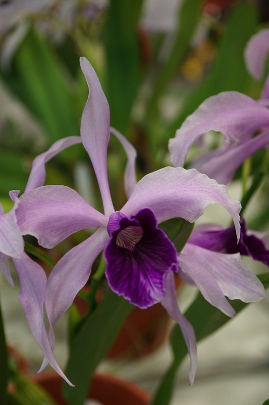 Laelia purpurata 02