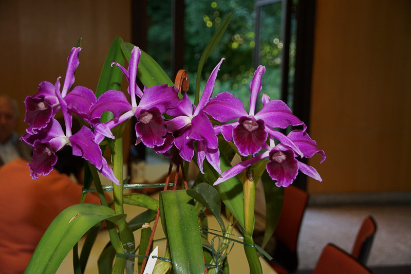 Laelia purpurata sanguinea Menzii