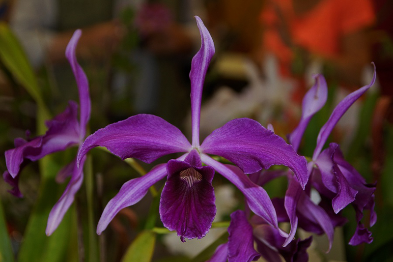 Laelia purpurata sanguinense