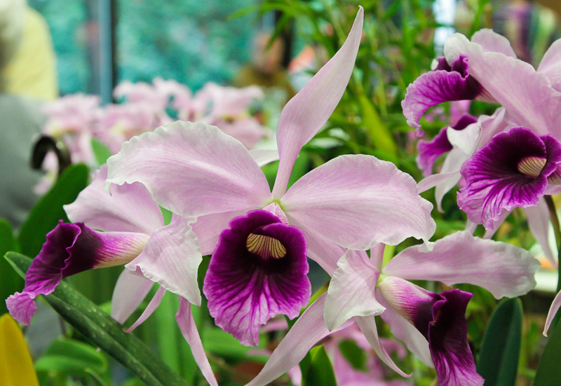 Laelia purpurata tipo x sanguinea