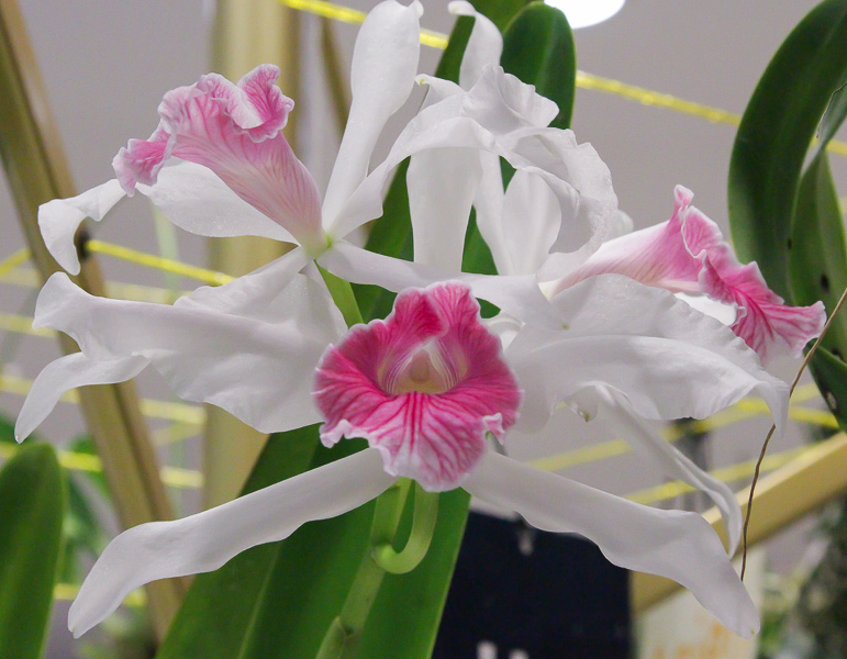 Laelia purpurata var. carnea
