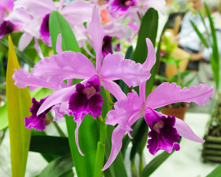 Laelia purpurata var. rubra