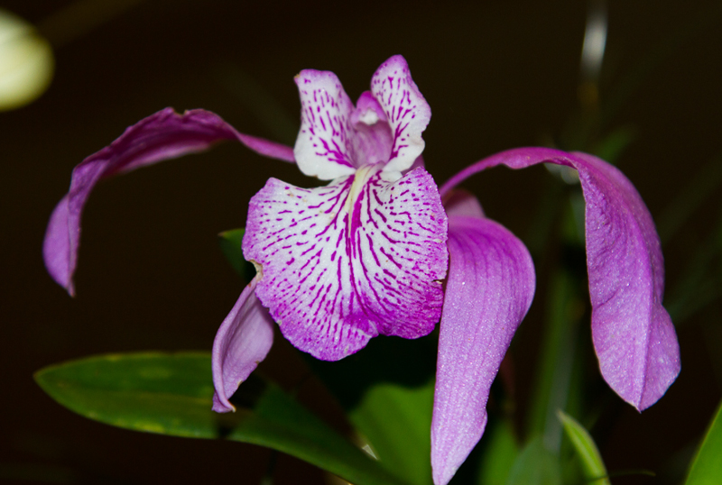 Laelia speciosa
