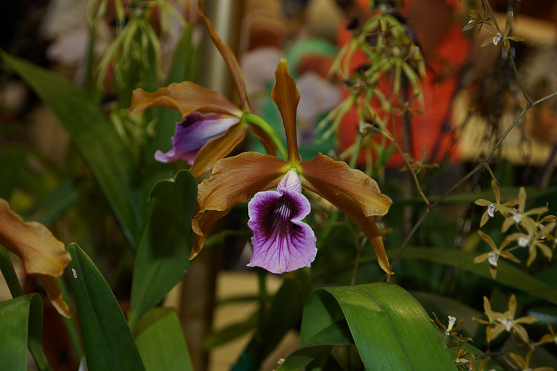 Laelia tenebrosa