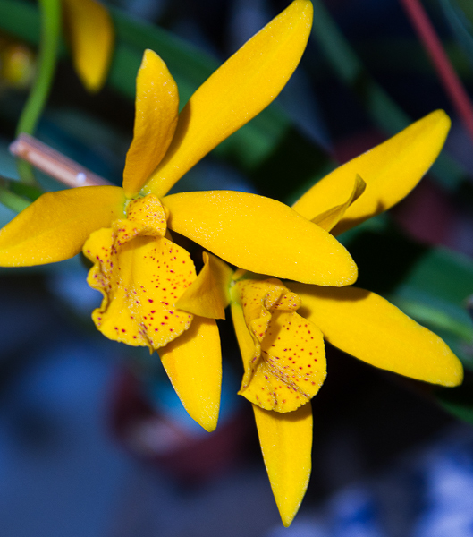 Laeliocattleya Hybride