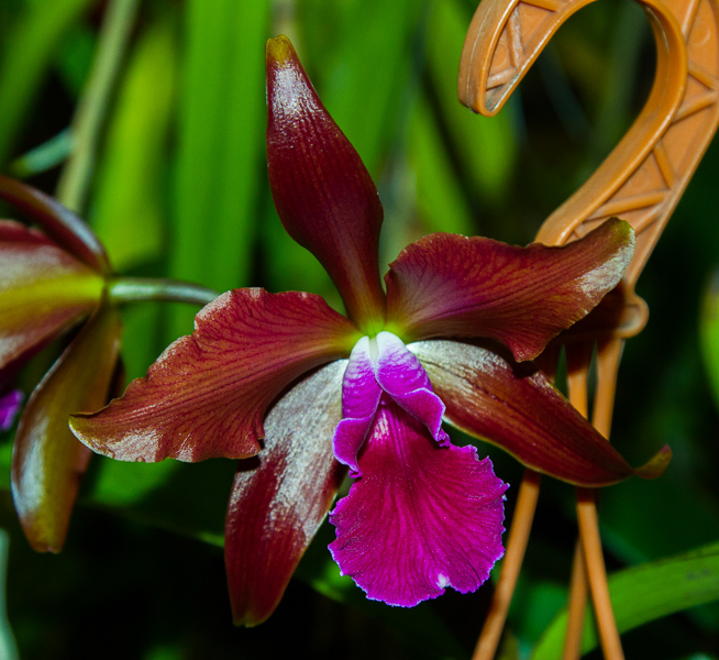 Laeliocattleya Kupferprinz
