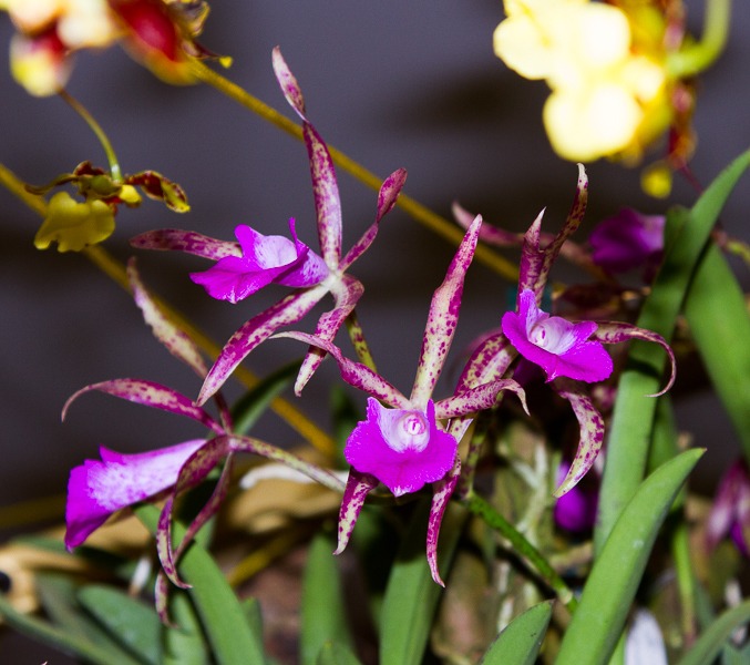 Laeliocattleya Nodata
