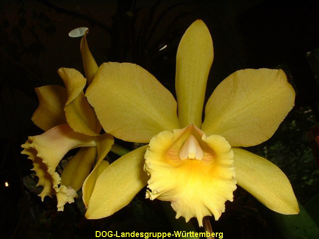 Lc Hybride