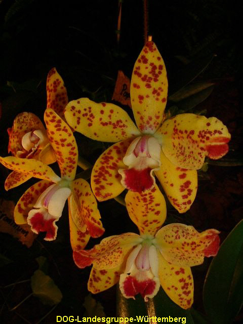 Lc Mariechen