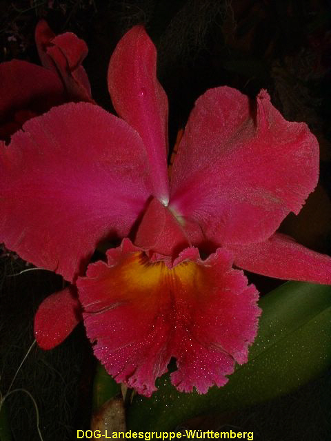 Lc Royal Emperor x Blc Jeremy Island