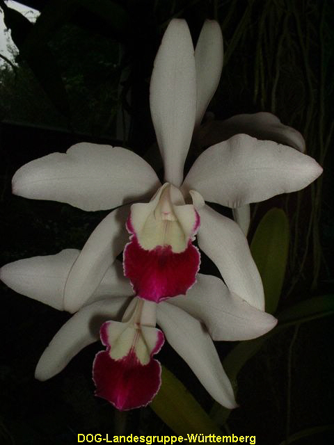Lc Schilleriana