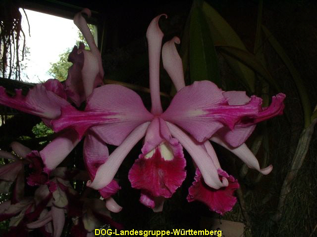 Lc Schilleriana gulhermo