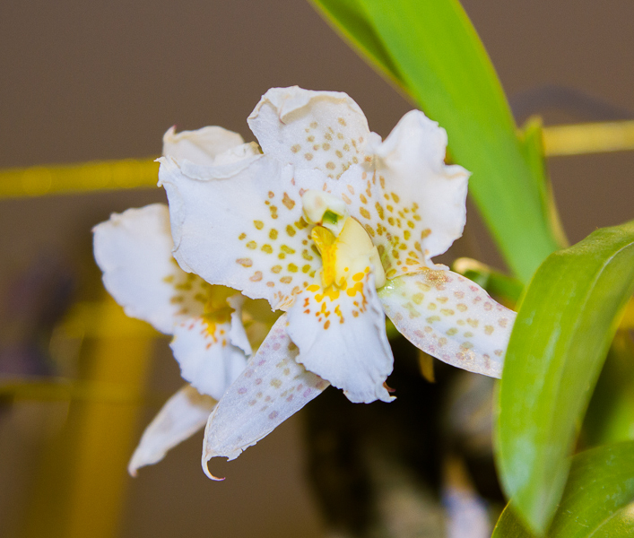 Lemboglossum apterum
