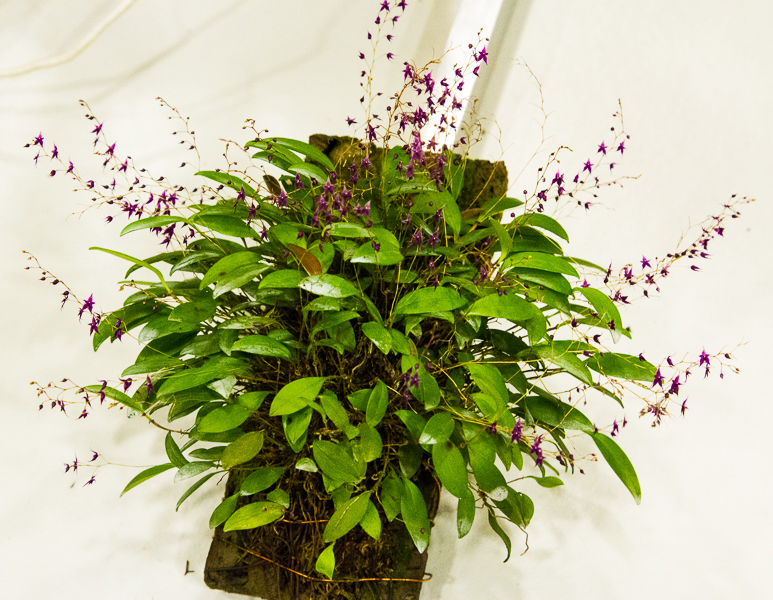Lepanthopsis astrophora