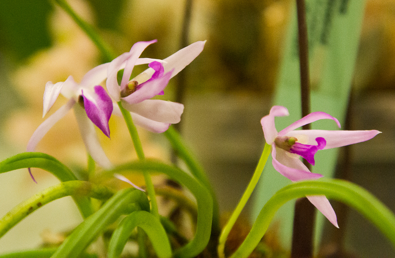 Leptotes pohlitinocoi