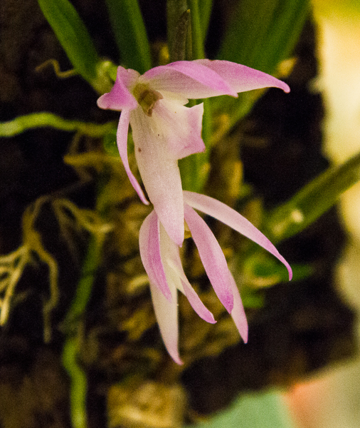Leptotes unicolor