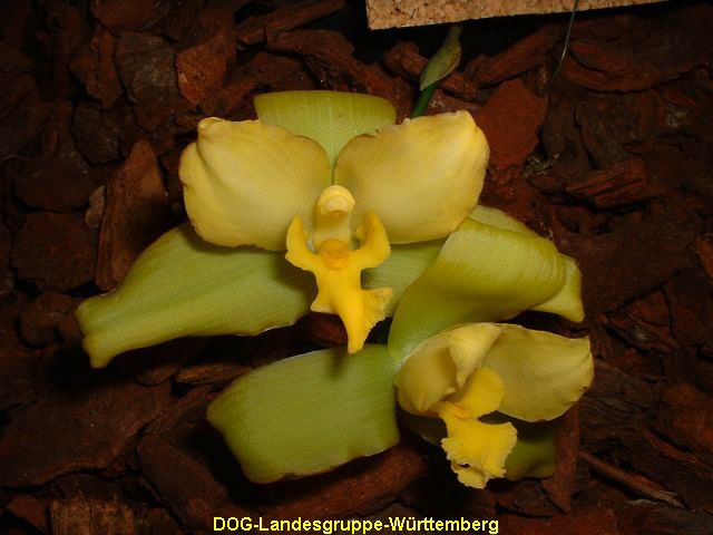 Lycaste Rachel x luminosa